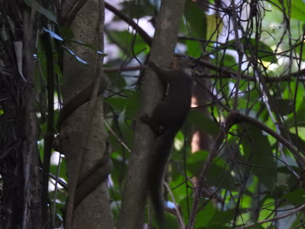 Whitish Dwarf Squirrel — related tree squirrel visual context
