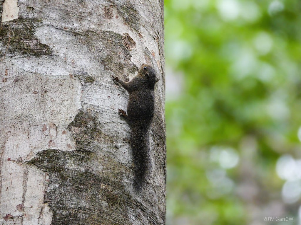 Celebes Dwarf Squirrel — related tree squirrel visual context