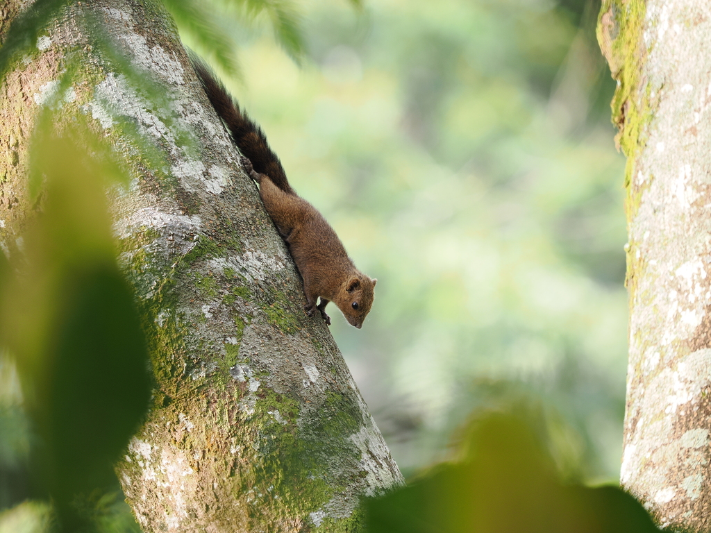 Sangihe Dwarf Squirrel — related tree squirrel visual context