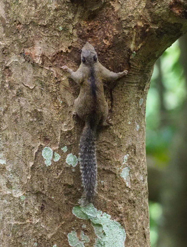 Weber’s Dwarf Squirrel — related tree squirrel visual context