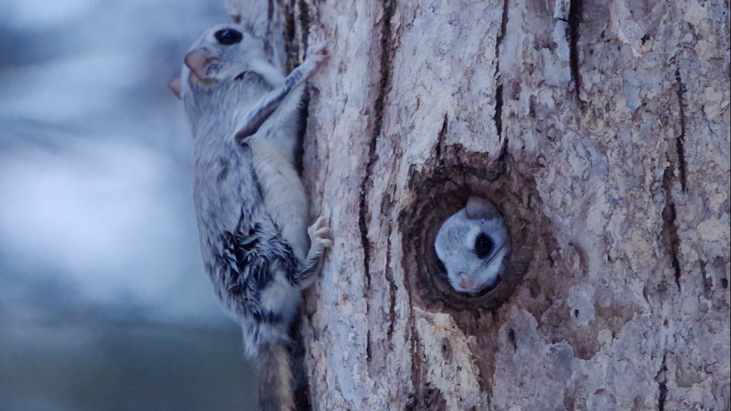 Japanese Flying Squirrel