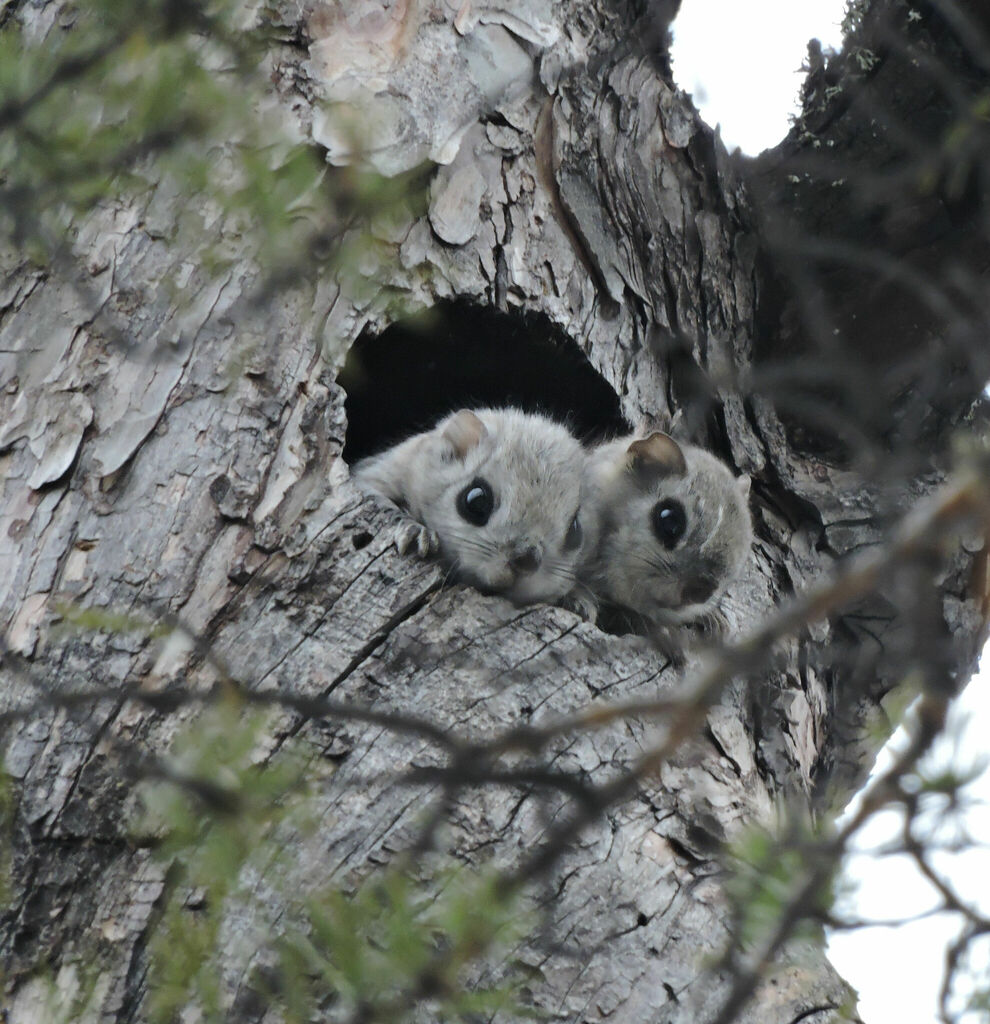 Siberian Flying Squirrel