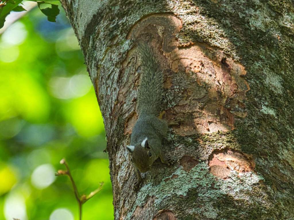 Neotropical Pygmy Squirrel — related tree squirrel visual context