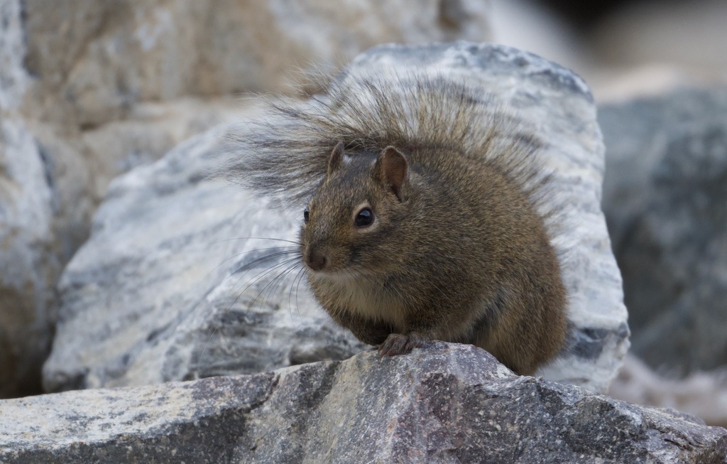 Père David's Rock Squirrel — related tree squirrel visual context