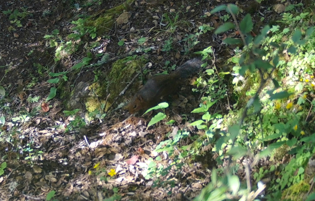 Forrest's Rock Squirrel — related tree squirrel visual context