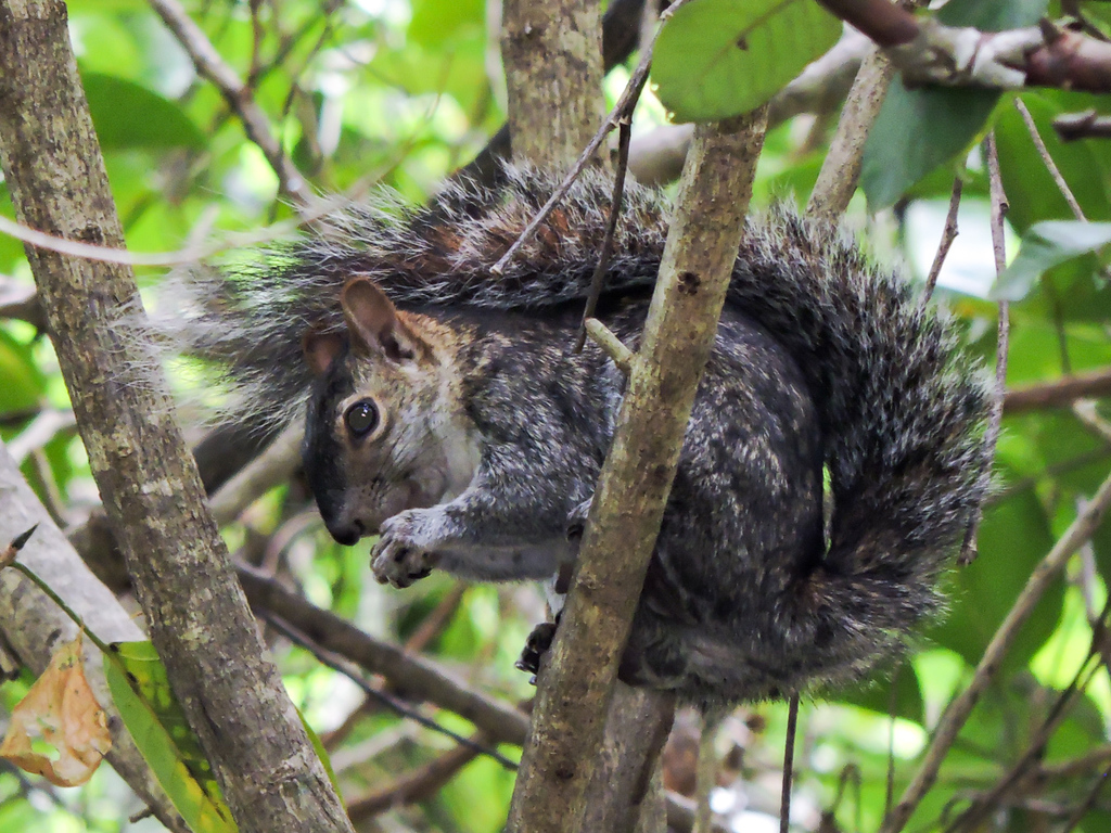 Collie's Squirrel — related tree squirrel visual context
