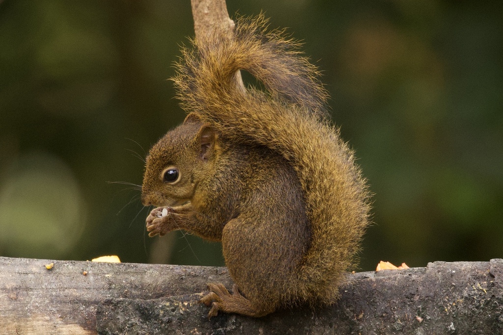 Bolivian Squirrel — related tree squirrel visual context