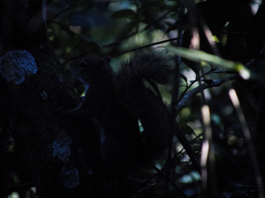 Ingram's Squirrel — related tree squirrel visual context
