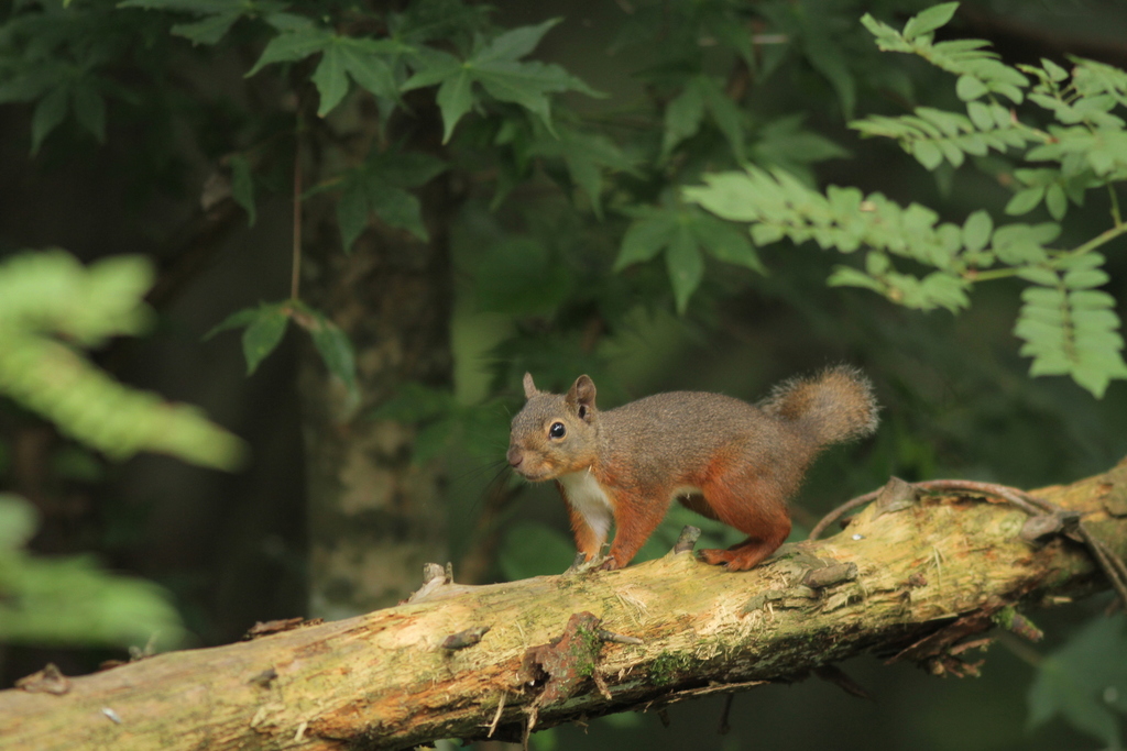Japanese Squirrel