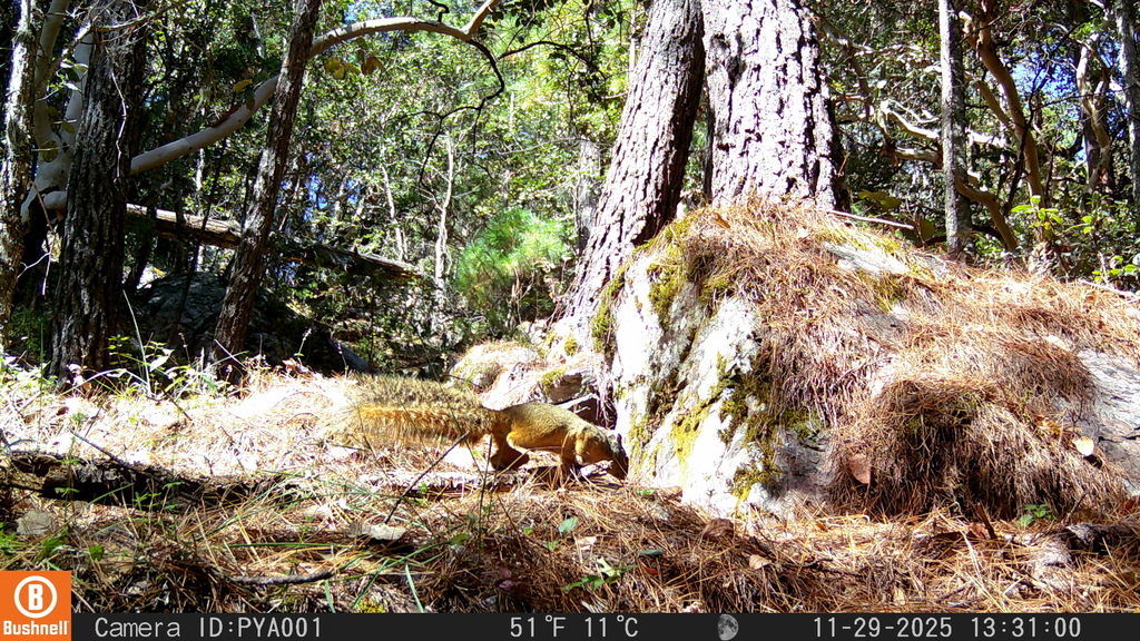 Mexican Fox Squirrel — related tree squirrel visual context