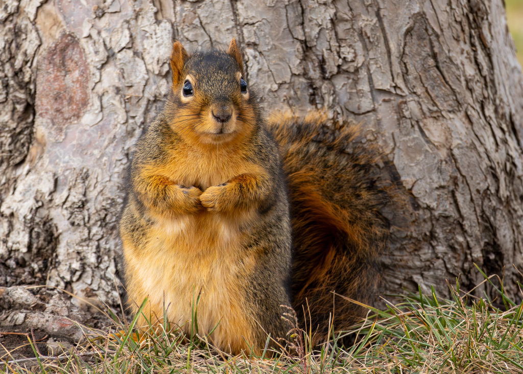 Fox squirrel representing tree squirrels