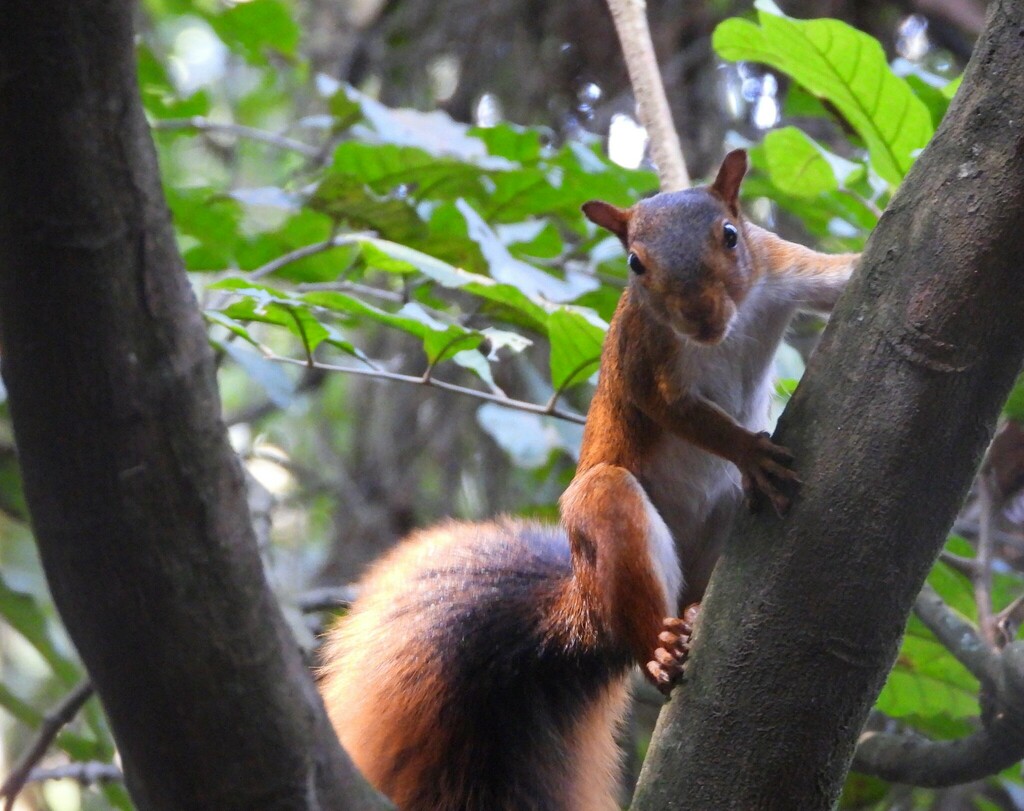 Southern Amazon Red Squirrel — related tree squirrel visual context