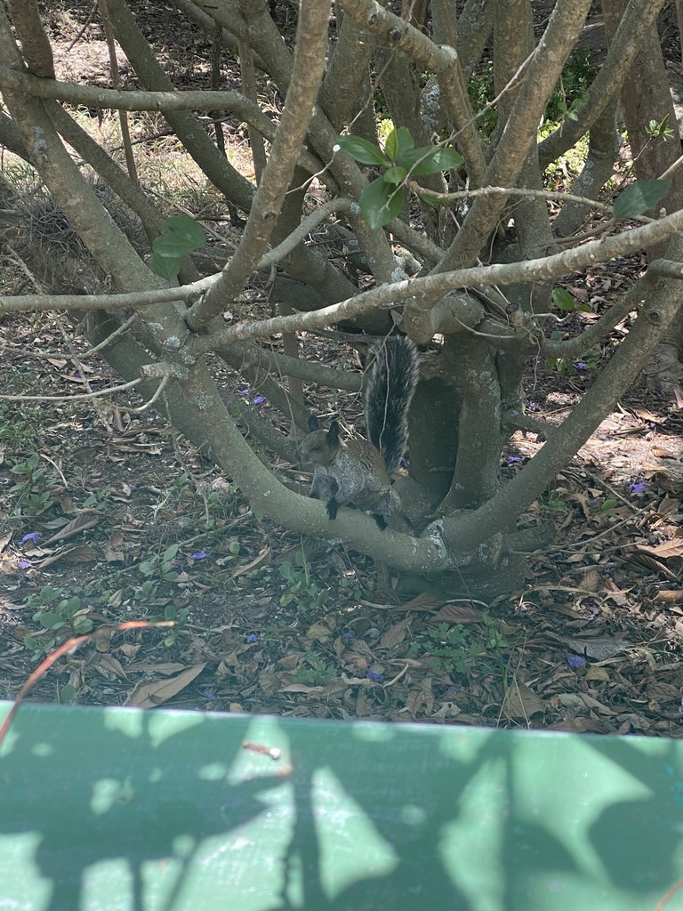 Guayaquil Squirrel