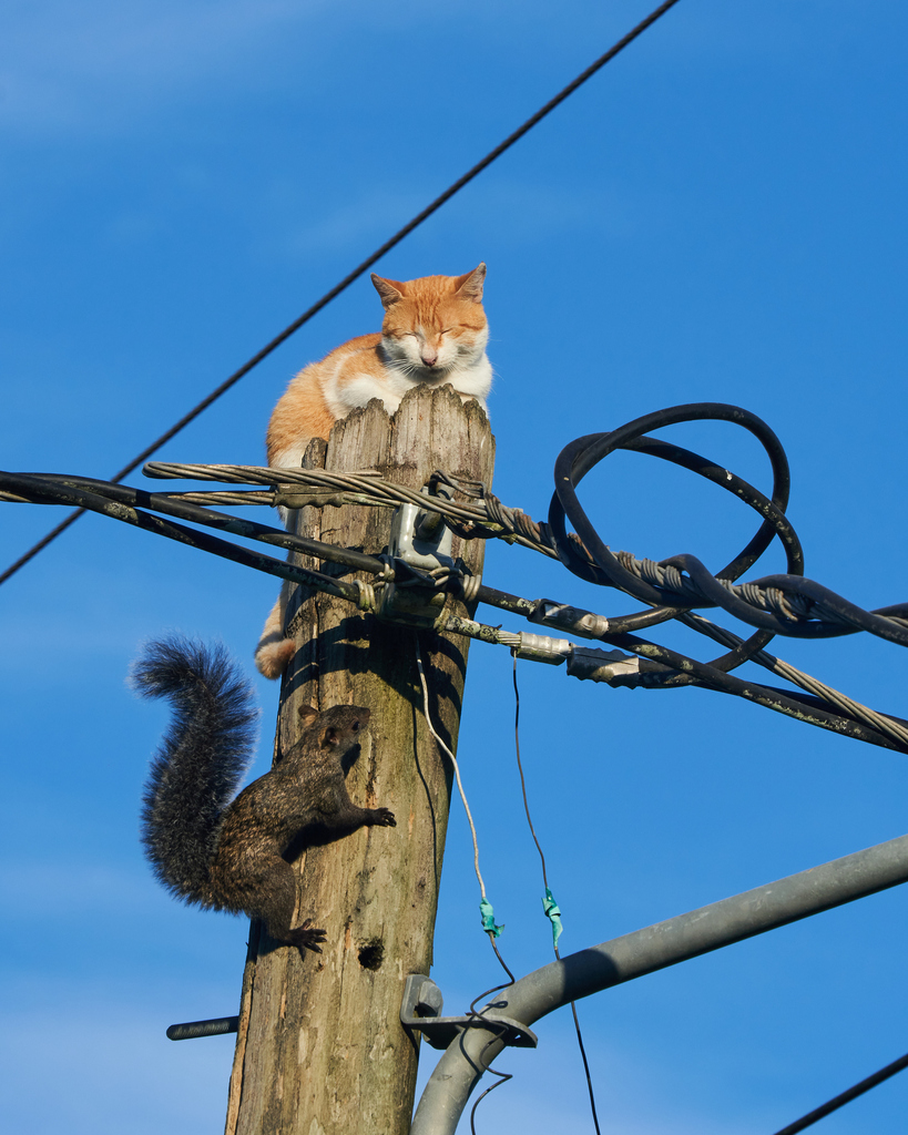Yucatán Red Squirrel — related tree squirrel visual context
