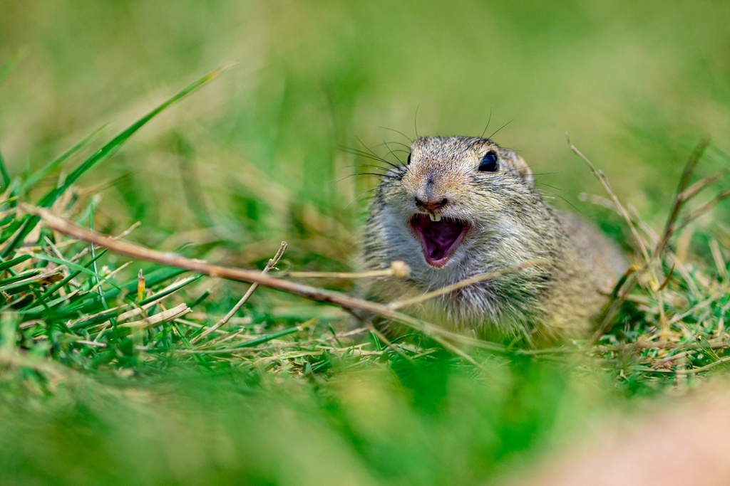 European Ground Squirrel