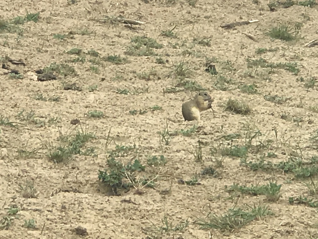 Daurian Ground Squirrel