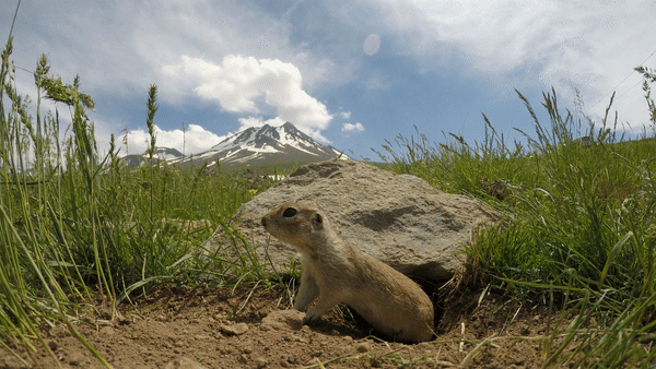 Asia Minor Ground Squirrel