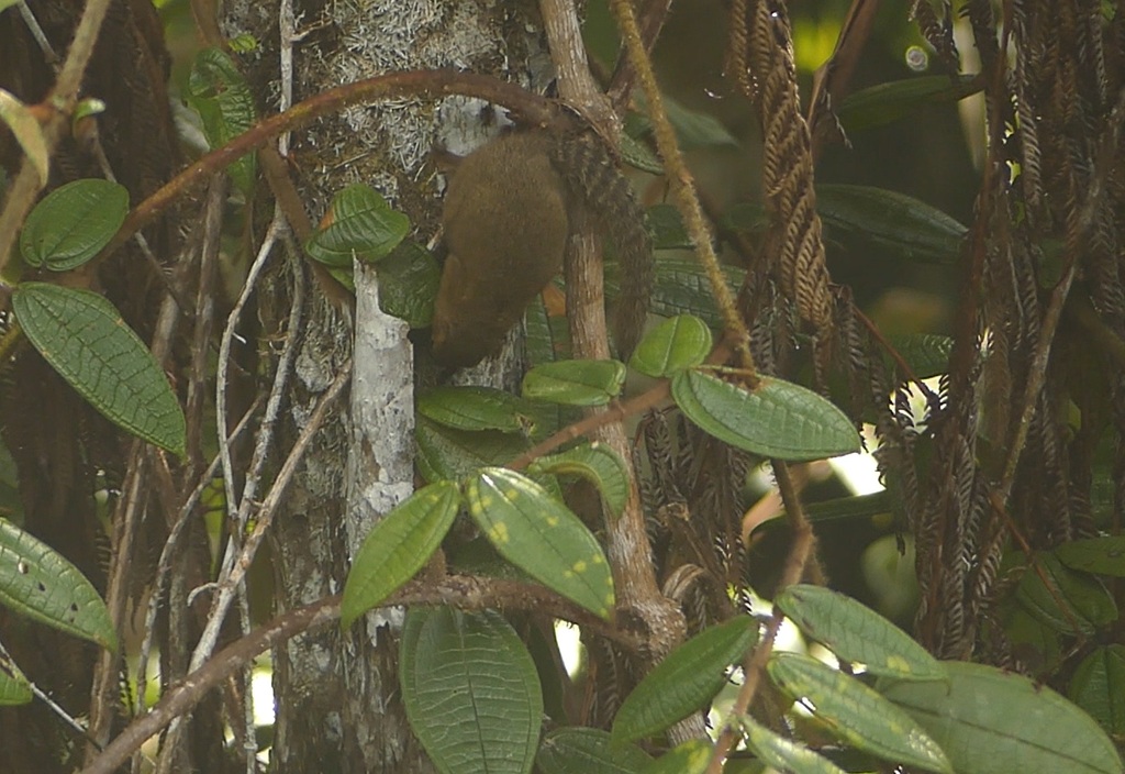 Brooke's Squirrel — related tree squirrel visual context
