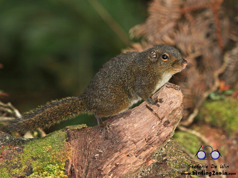 Bornean Mountain Squirrel — related tree squirrel visual context