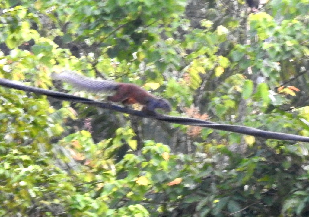 Horse-tailed Squirrel