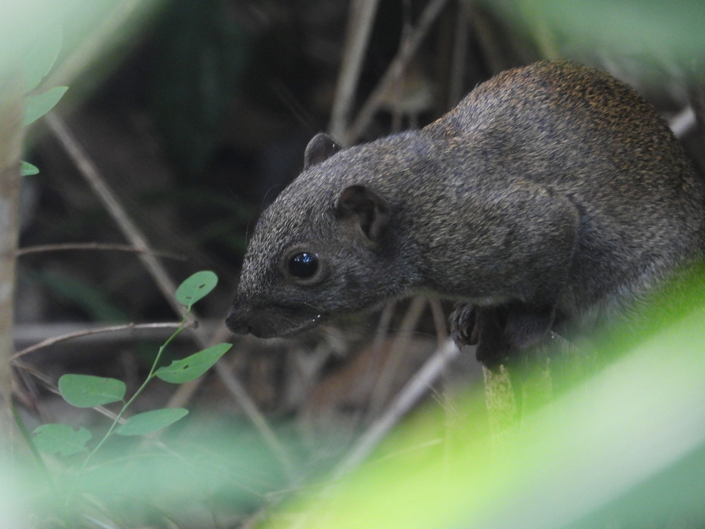Busuanga Squirrel — related tree squirrel visual context