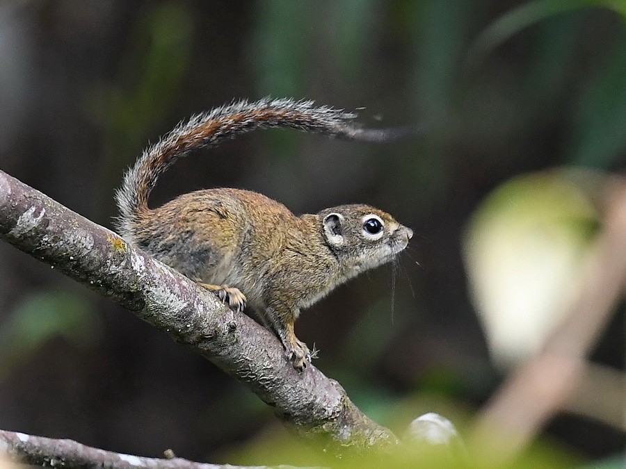 Jentink's Squirrel — related tree squirrel visual context
