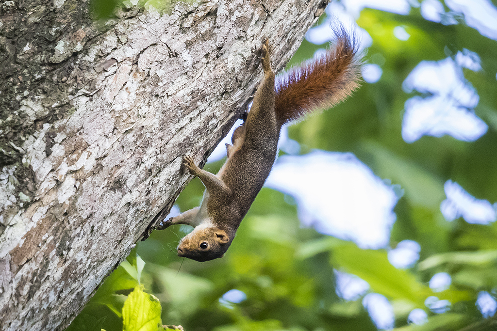 Northern Palawan Tree Squirrel — related tree squirrel visual context