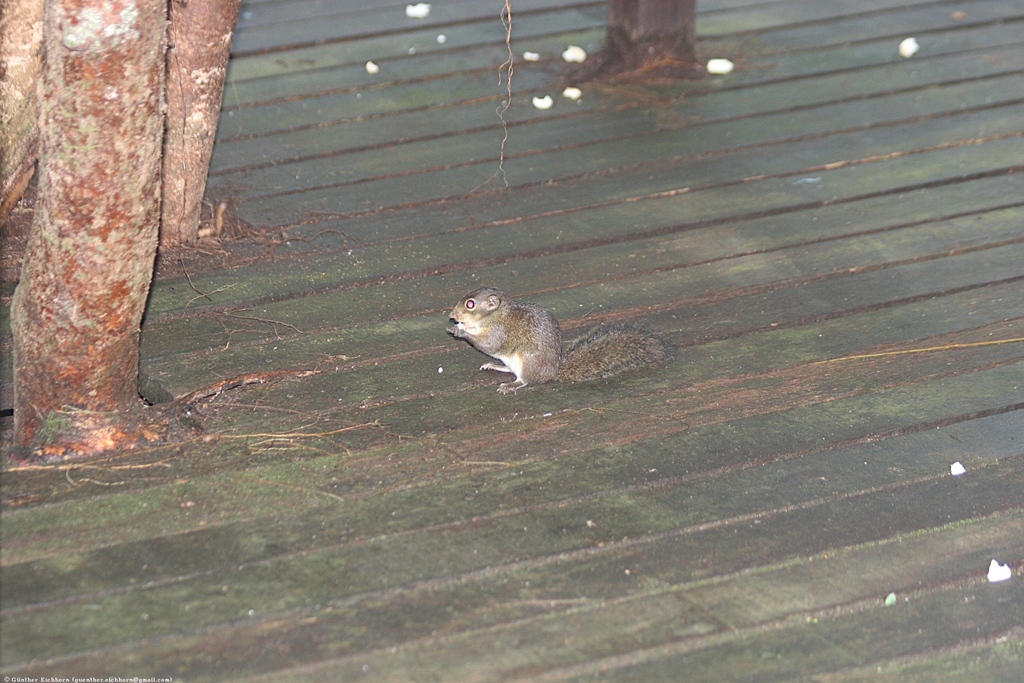 Low’s Squirrel — related tree squirrel visual context