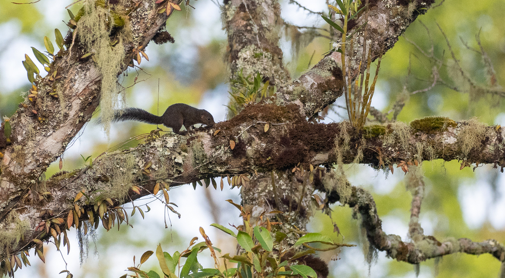 Mindanao Squirrel — related tree squirrel visual context