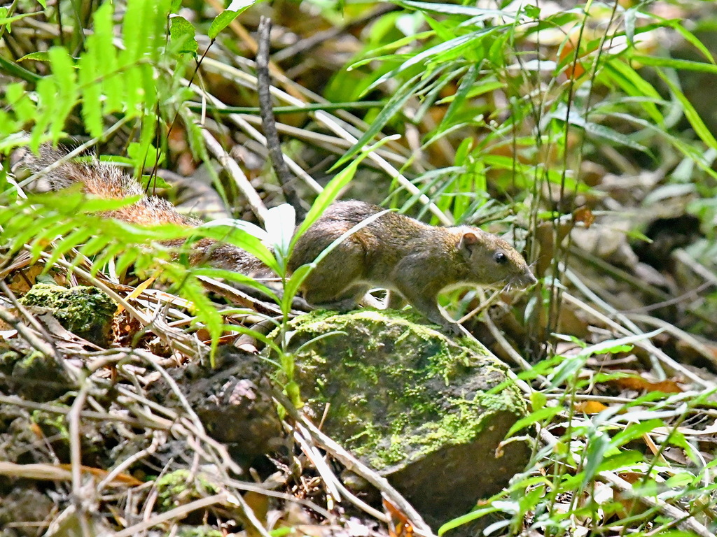 Philippine Tree Squirrel — related tree squirrel visual context