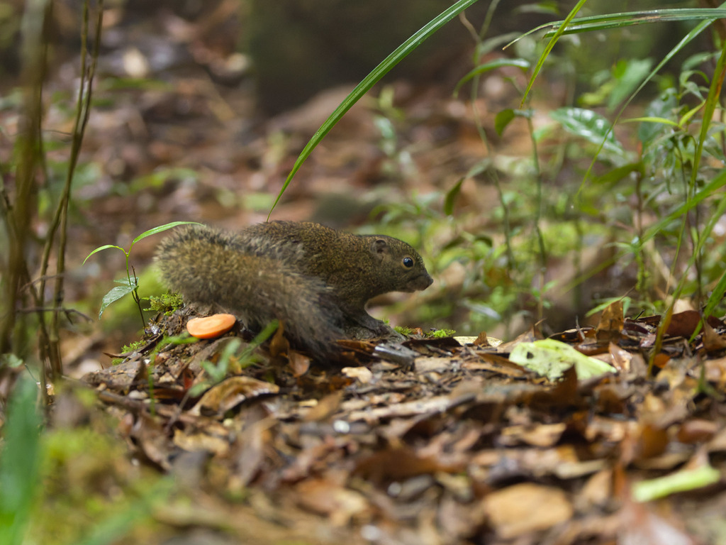 Palawan Montane Squirrel — related tree squirrel visual context