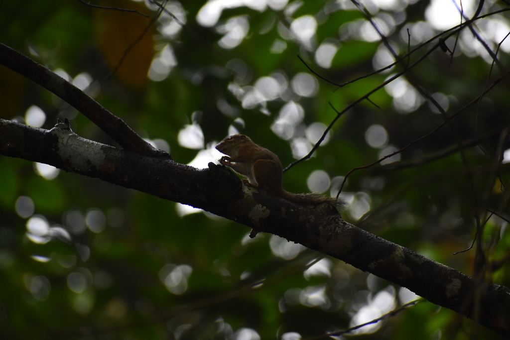 Robinson’s Squirrel — related tree squirrel visual context