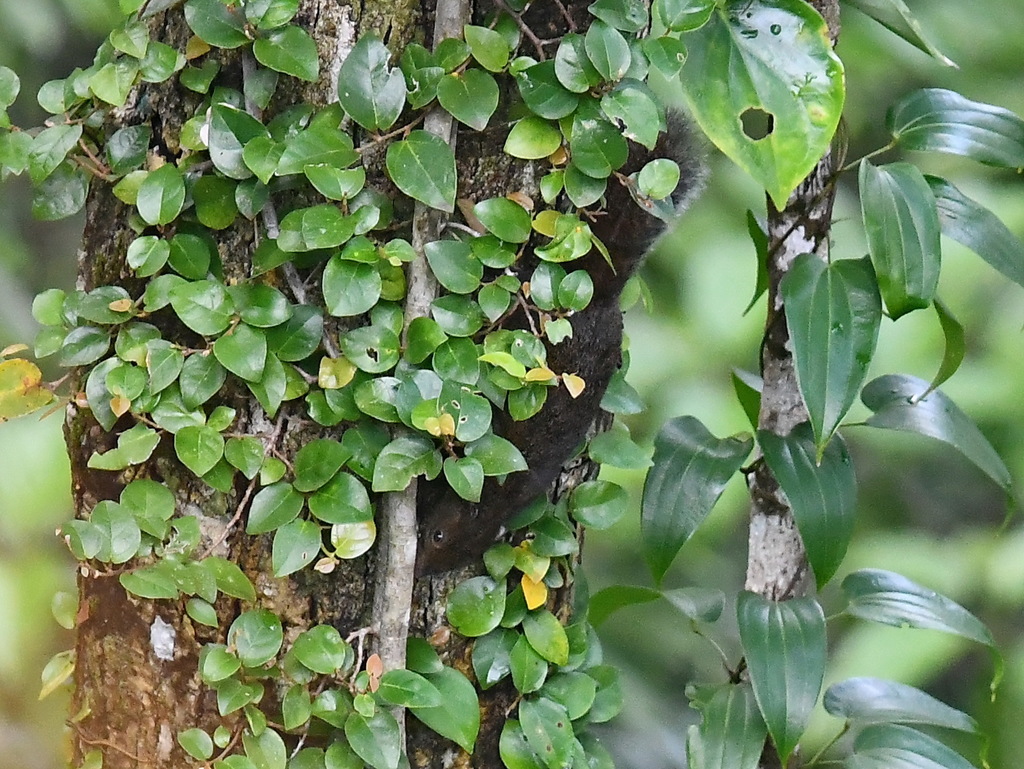 Samar Squirrel — related tree squirrel visual context