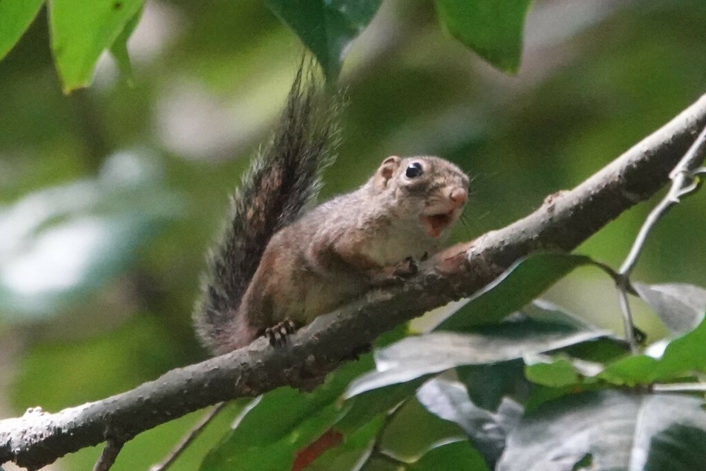 Lowland Slender Squirrel — related tree squirrel visual context