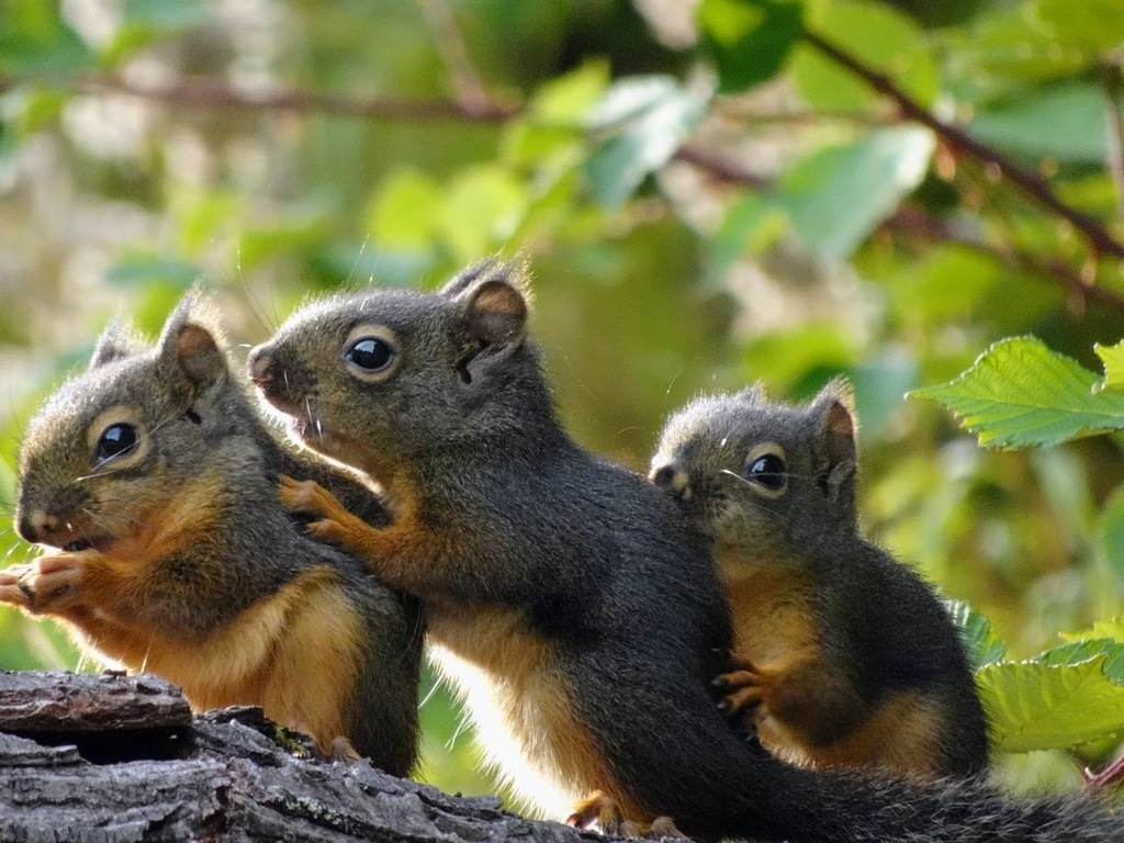 Douglas squirrel
