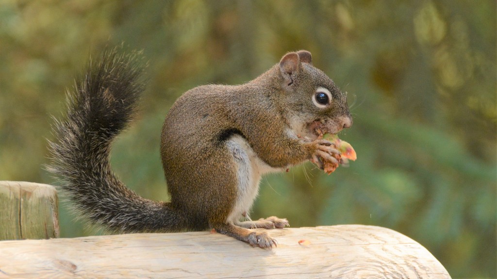 Southwestern Red Squirrel