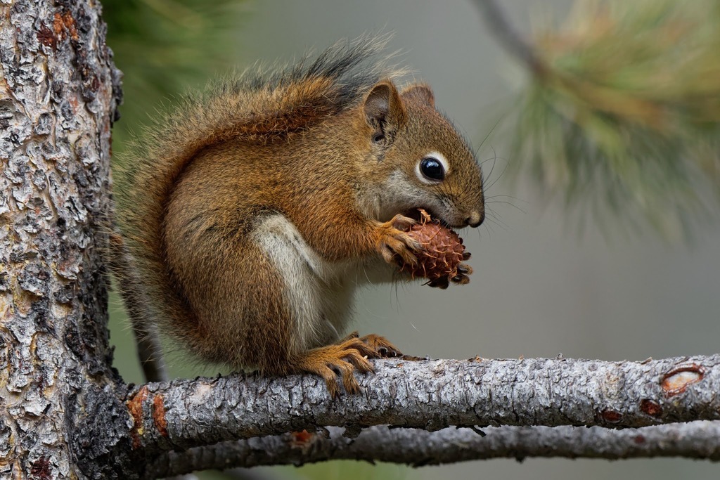 American red squirrel representing tree squirrels