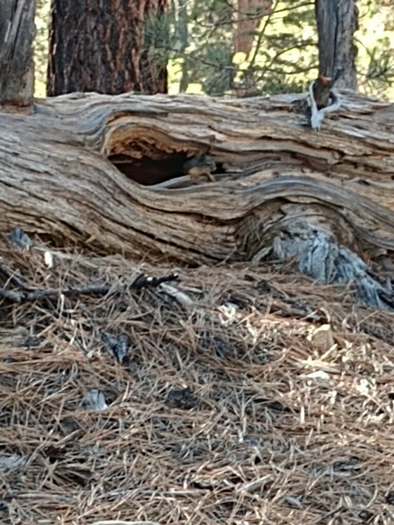 Mearns’s Squirrel — related tree squirrel visual context