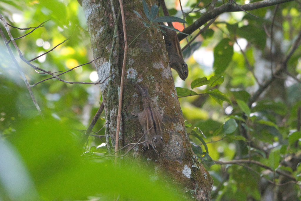 Maritime Striped Squirrel — related tree squirrel visual context
