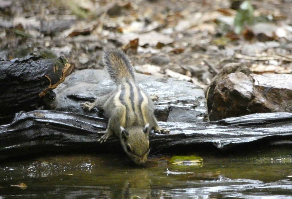 Himalayan Striped Squirrel — related tree squirrel visual context