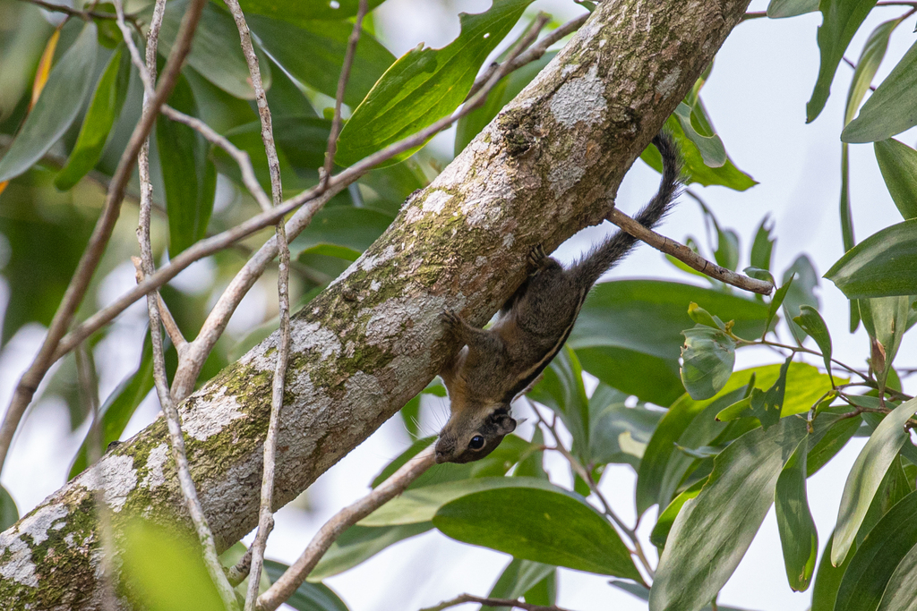 Cambodian Striped Squirrel — related tree squirrel visual context