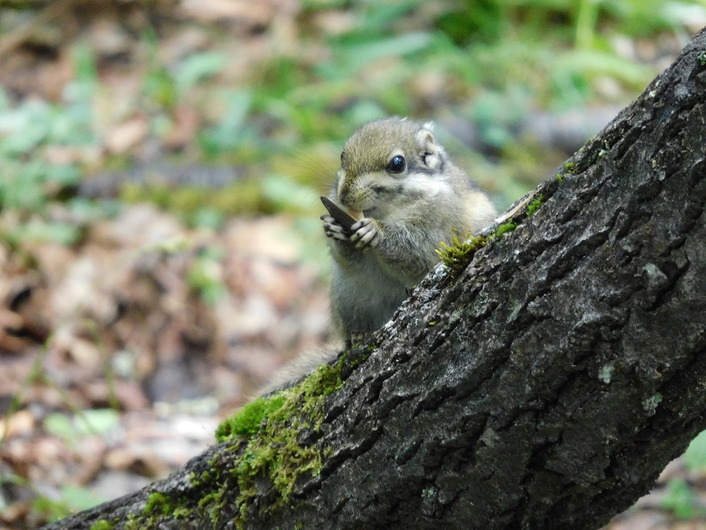 Swinhoe’s Striped Squirrel — related tree squirrel visual context