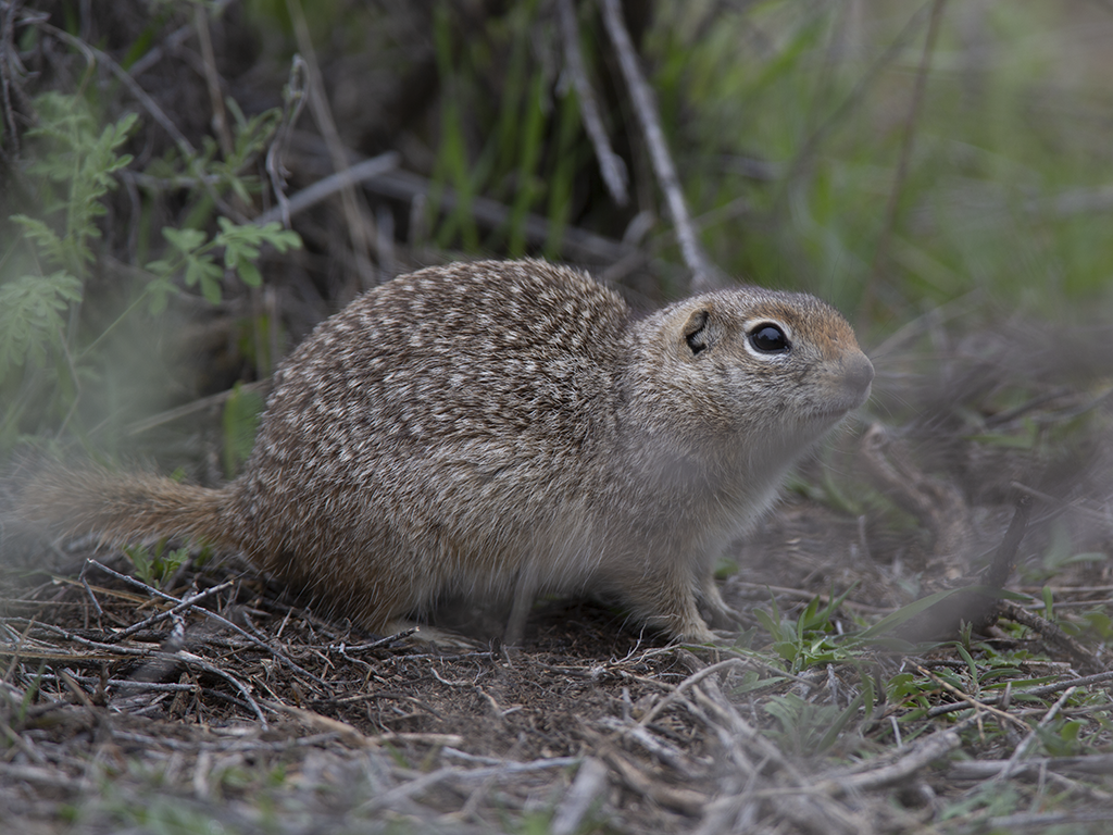 Washington Ground Squirrel